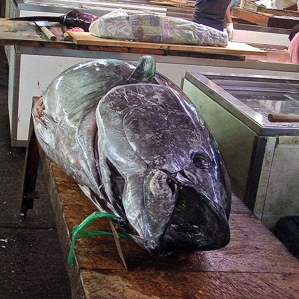 Fresh Tsuna in Tsukiji